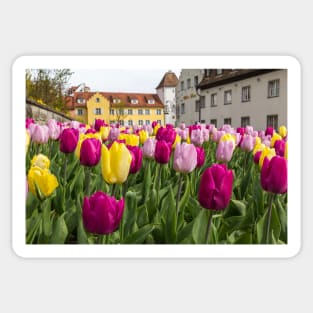 Tulips in Meersburg - Lake Constance Sticker